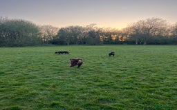 Cockapoo dogs for sale: Mabel the chocolate cockapoo - Image 2