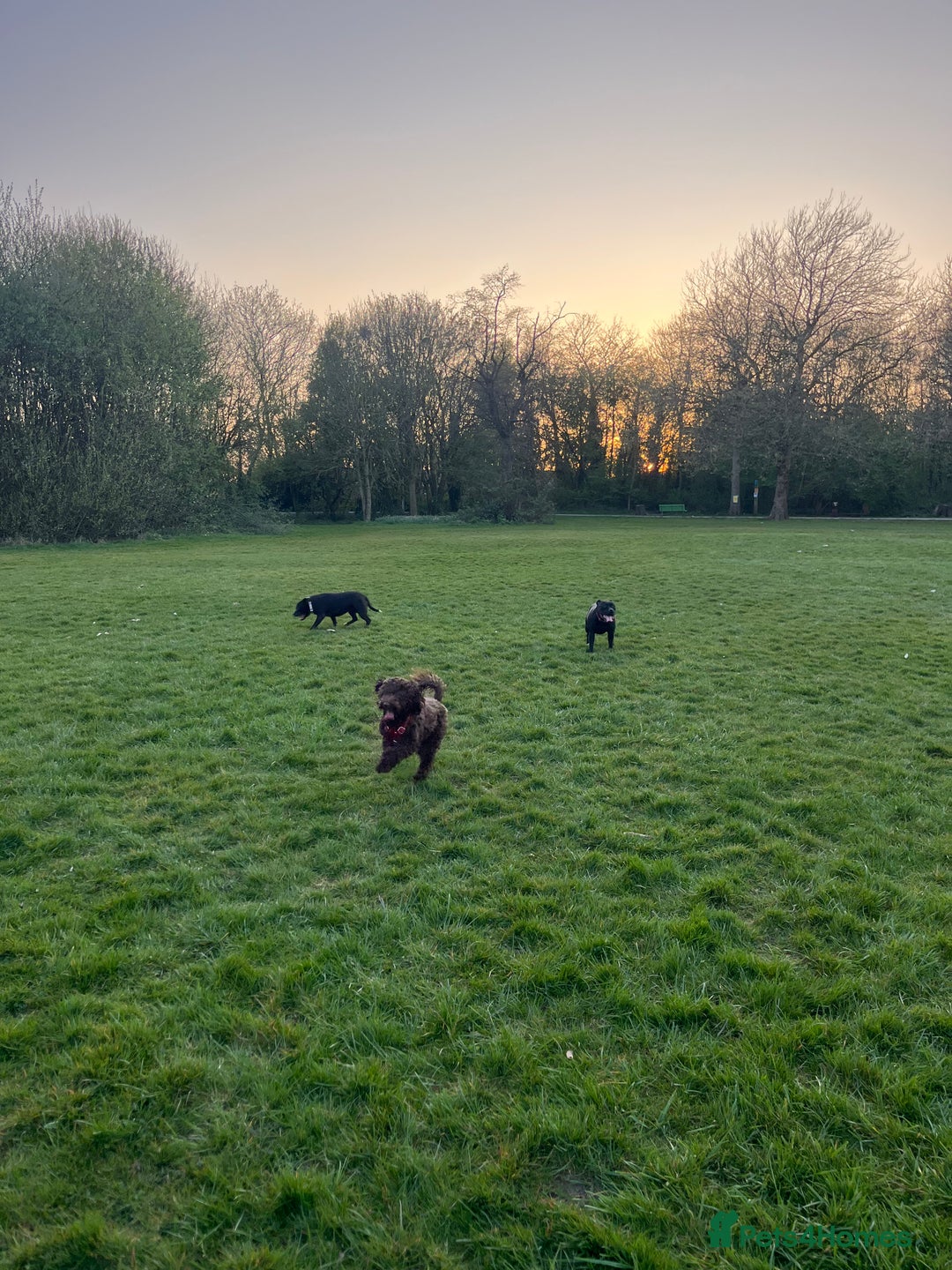 Cockapoo dogs for sale: Mabel the chocolate cockapoo - Image 2