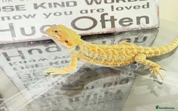 Bearded Dragon reptiles for sale: 🔥SALE🔥LAST 4 Baby Bearded Dragons ### £140 ##  - Image 10