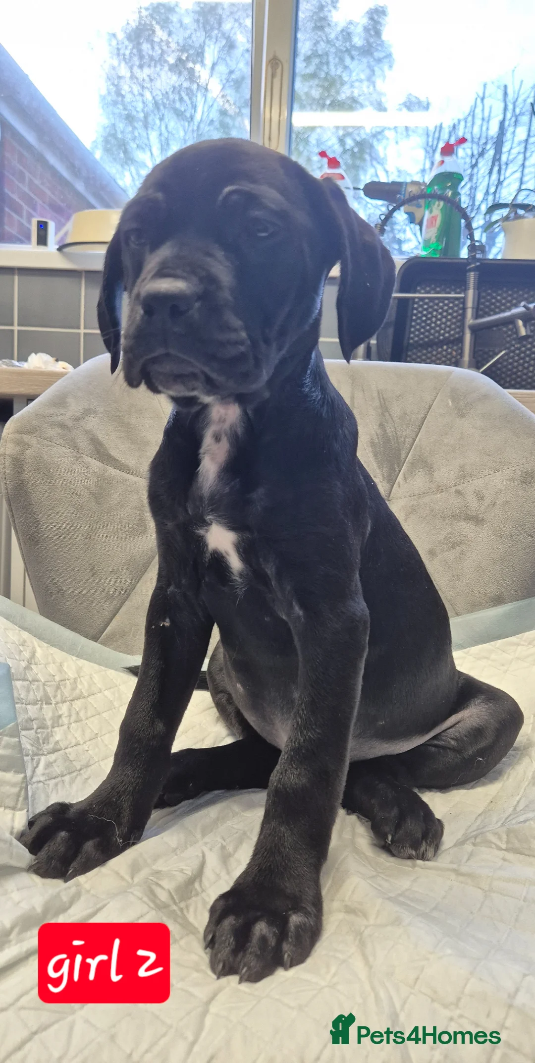 Mixed Breed dogs for sale: Cane corso  - Advert 19