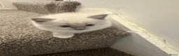 Ragdoll cats for sale: REDUCED!! FLUFFY LITTER OF 3 RAGDOLL KITTENS - Advert 5