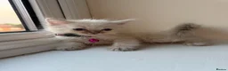 Ragdoll cats for sale: Purebred Ragdol Kitten - DNA Verified 100% - Advert 26