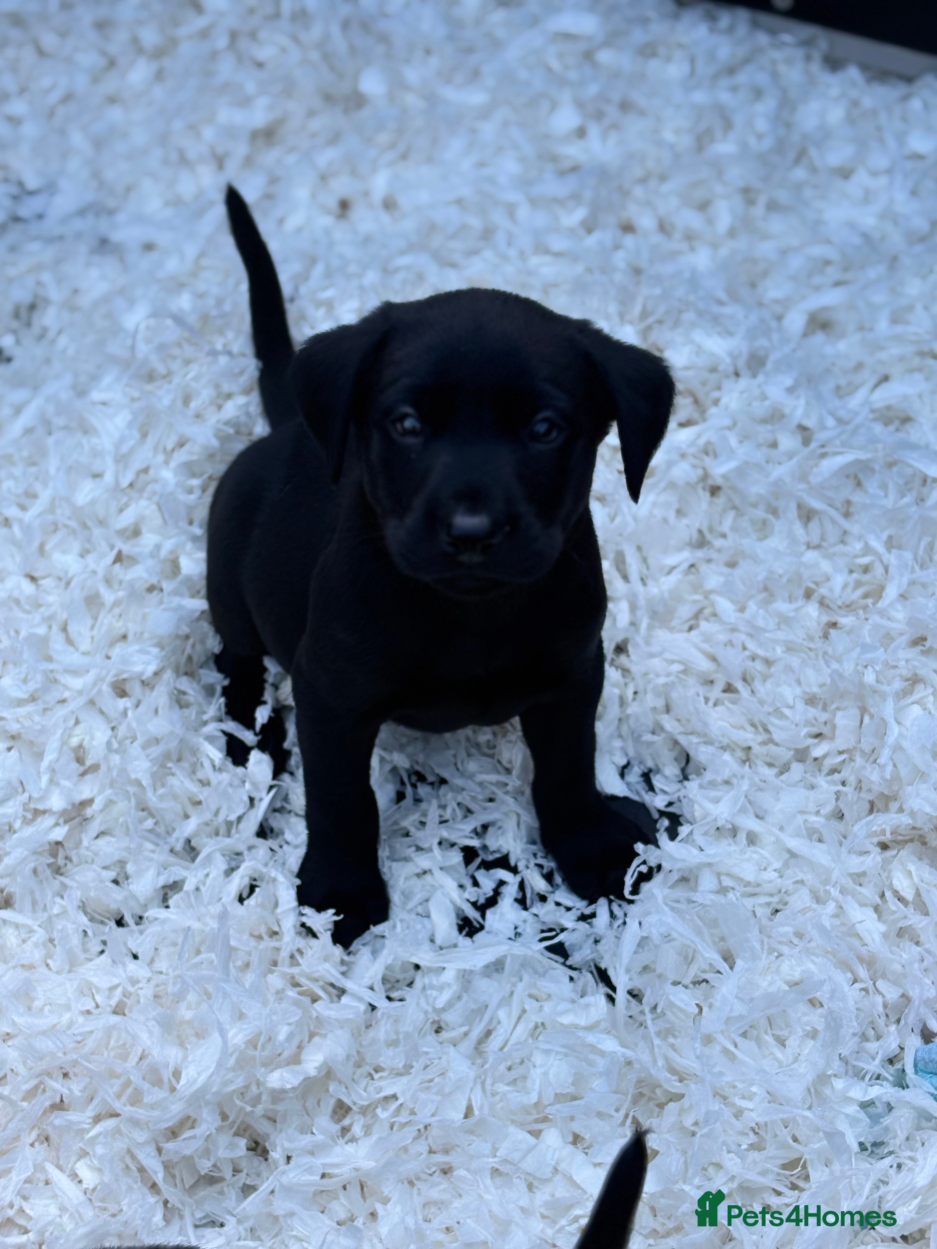 Labrador Retriever dogs Labrador retriever - Advert 2