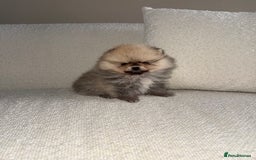 Pomeranian dogs for sale: STUNNING TEDDY BEAR POM 🐻  - Image 2