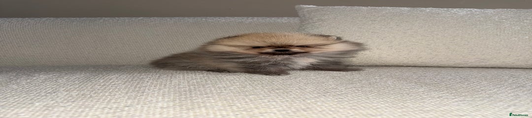 Pomeranian Puppy 1