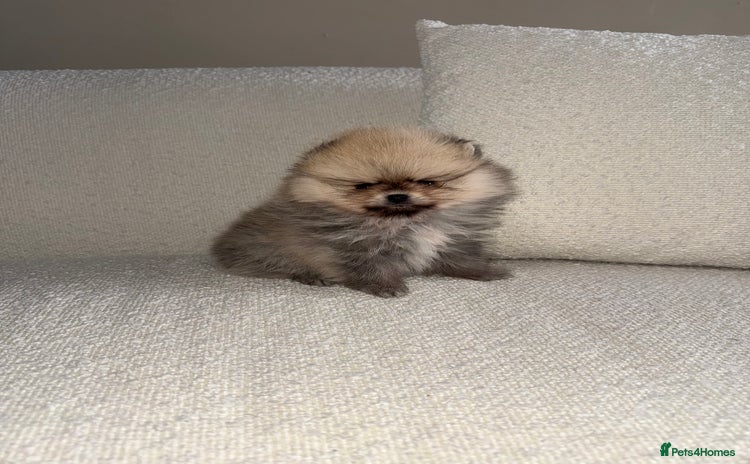 Pomeranian dogs - Advert 1