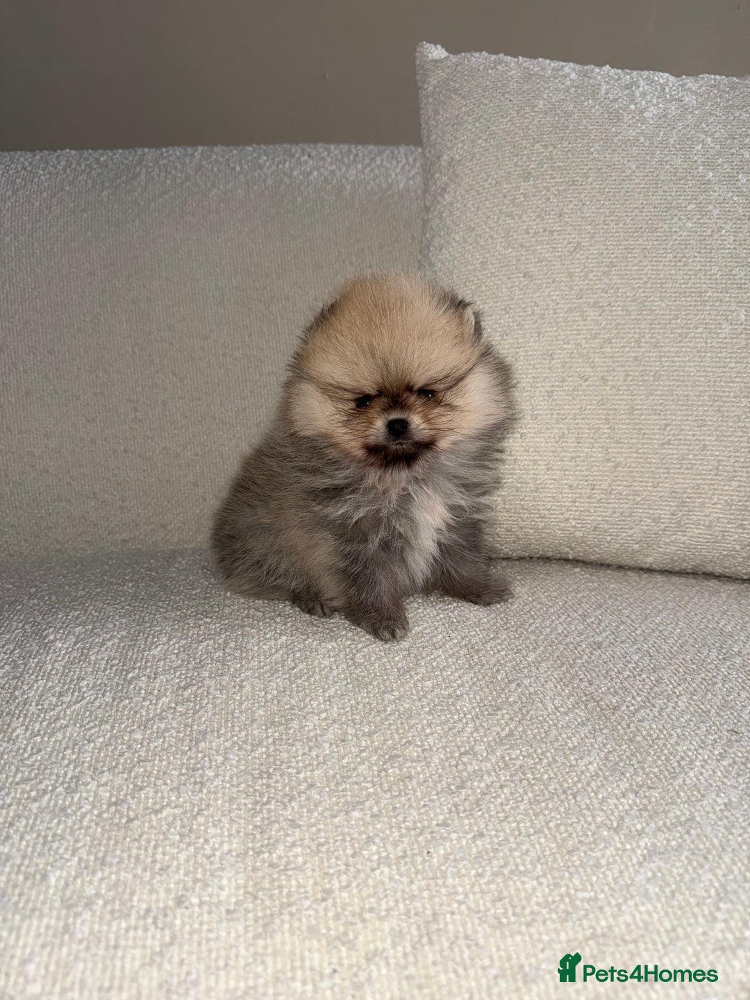 Pomeranian dogs for sale: STUNNING TEDDY BEAR POM 🐻  - Image 2