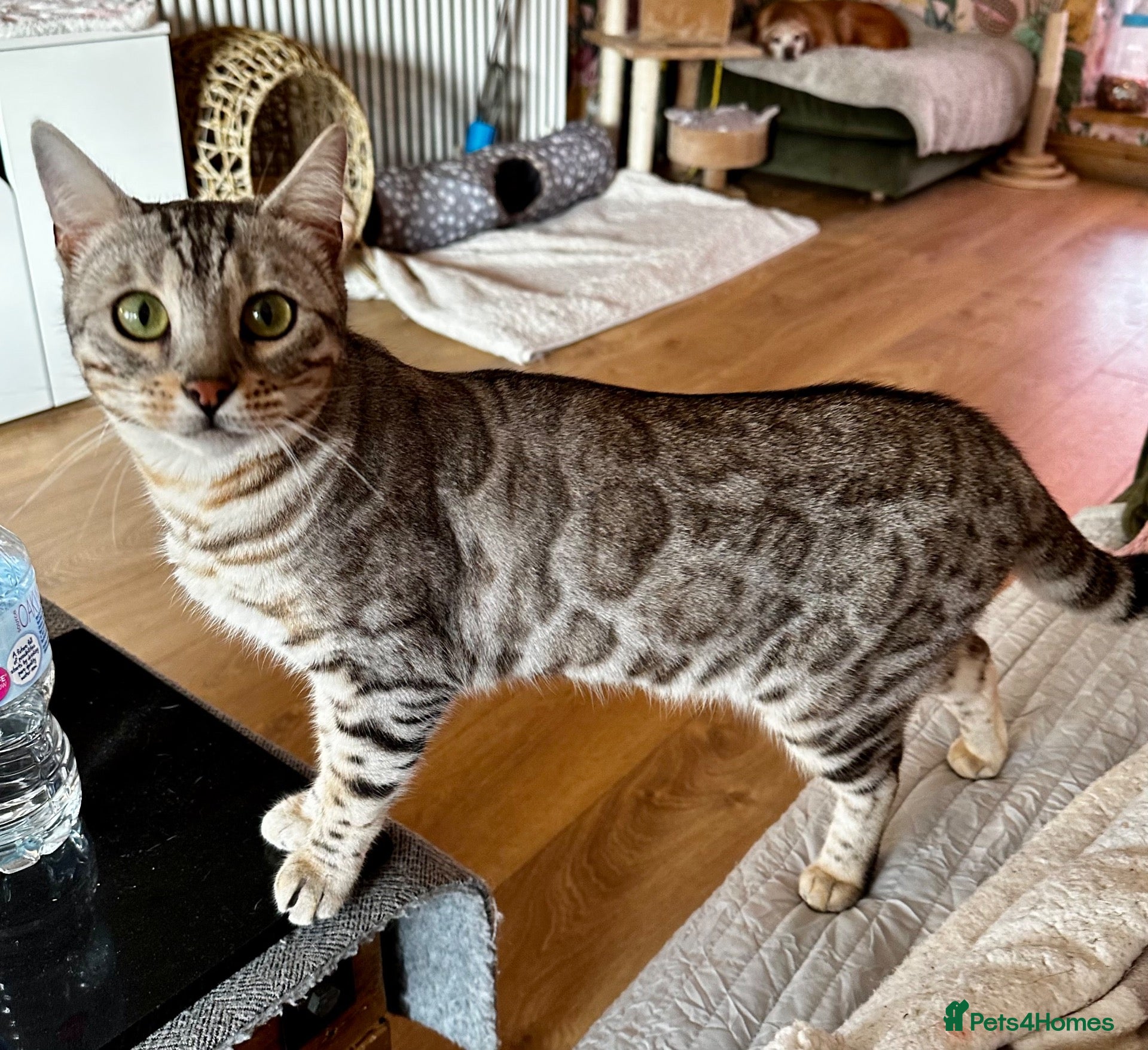 Bengal cats Bengal  - Advert 1