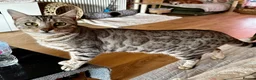 Bengal cats for sale: Bengal  in Hull - Advert 1