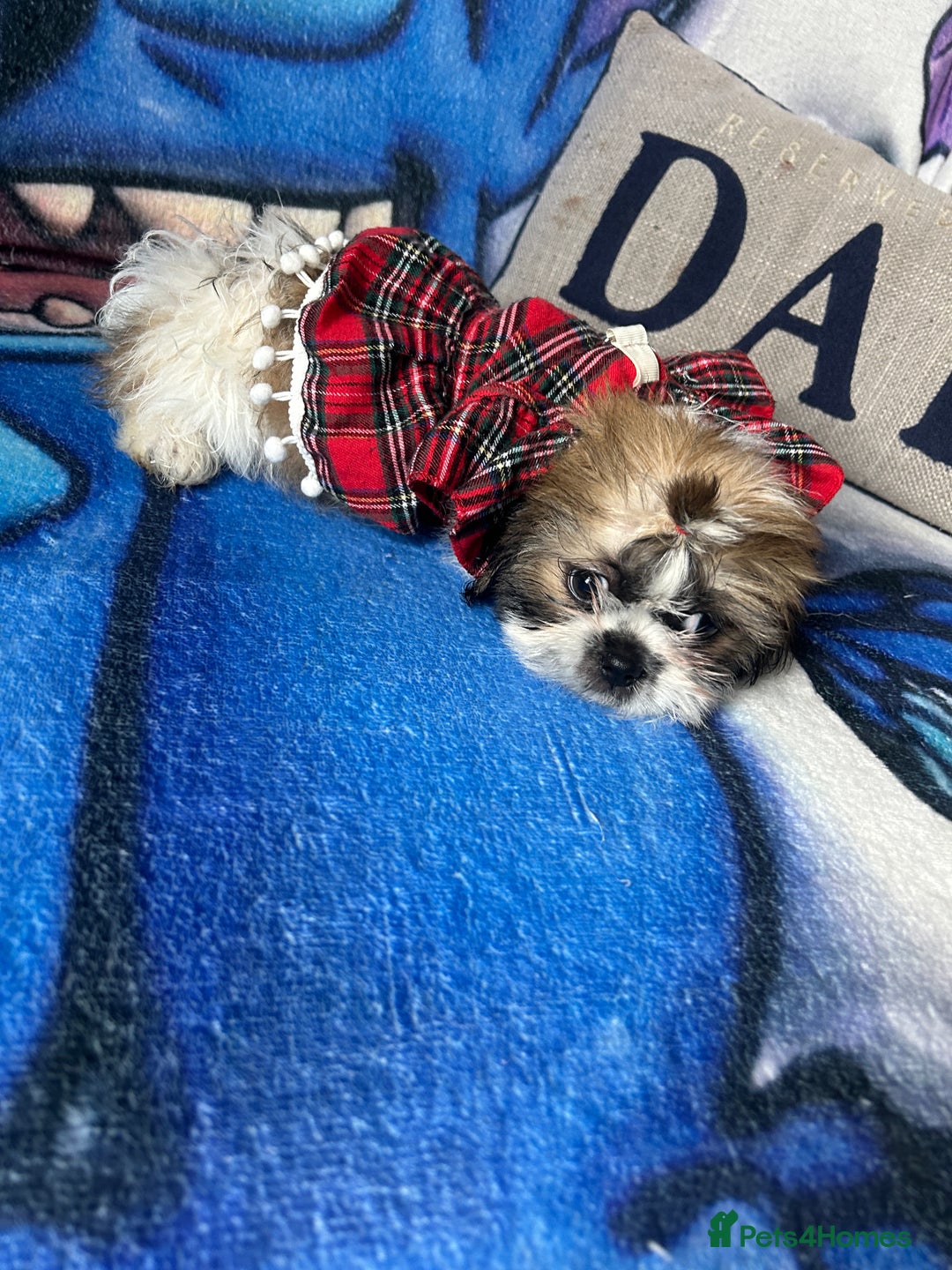 Shih Tzu dogs for sale: Beautiful shih Tzu puppies - Image 22