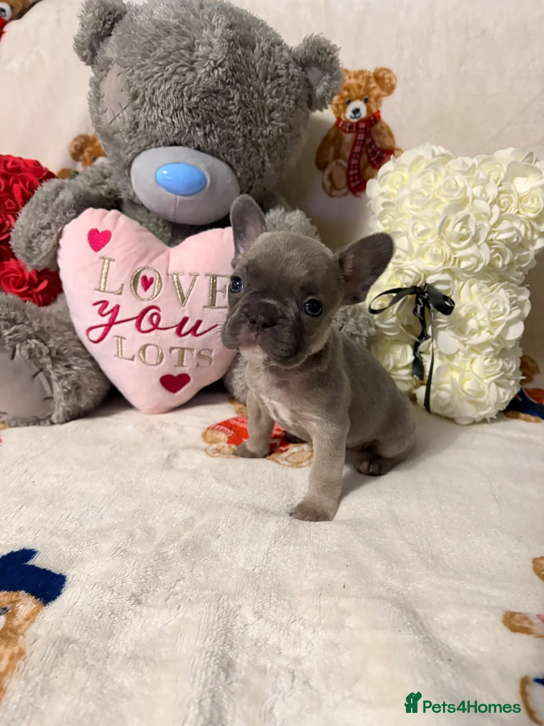 French Bulldog dogs for sale: 🏆 FRENCH BULLDOG 🏆 - Advert 23