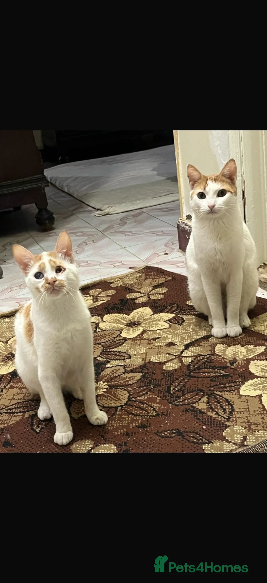 Egyptian Mau cats for adoption: Little Tutu  - Advert 2