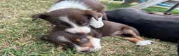Mixed Breed dogs for sale: Welsh collie X border collie pups for sale  in Llanwrda - Advert 9