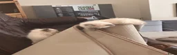 Ragdoll cats for sale: Beautiful ragdoll for sale last one  - Advert 4