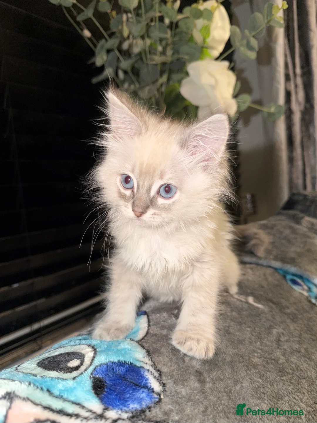 Ragdoll cats for sale: Ragdoll female kitten  - Advert 4