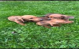 Dachshund dogs for sale: Dachshund puppies for sale ready for new homes !! - Advert 5