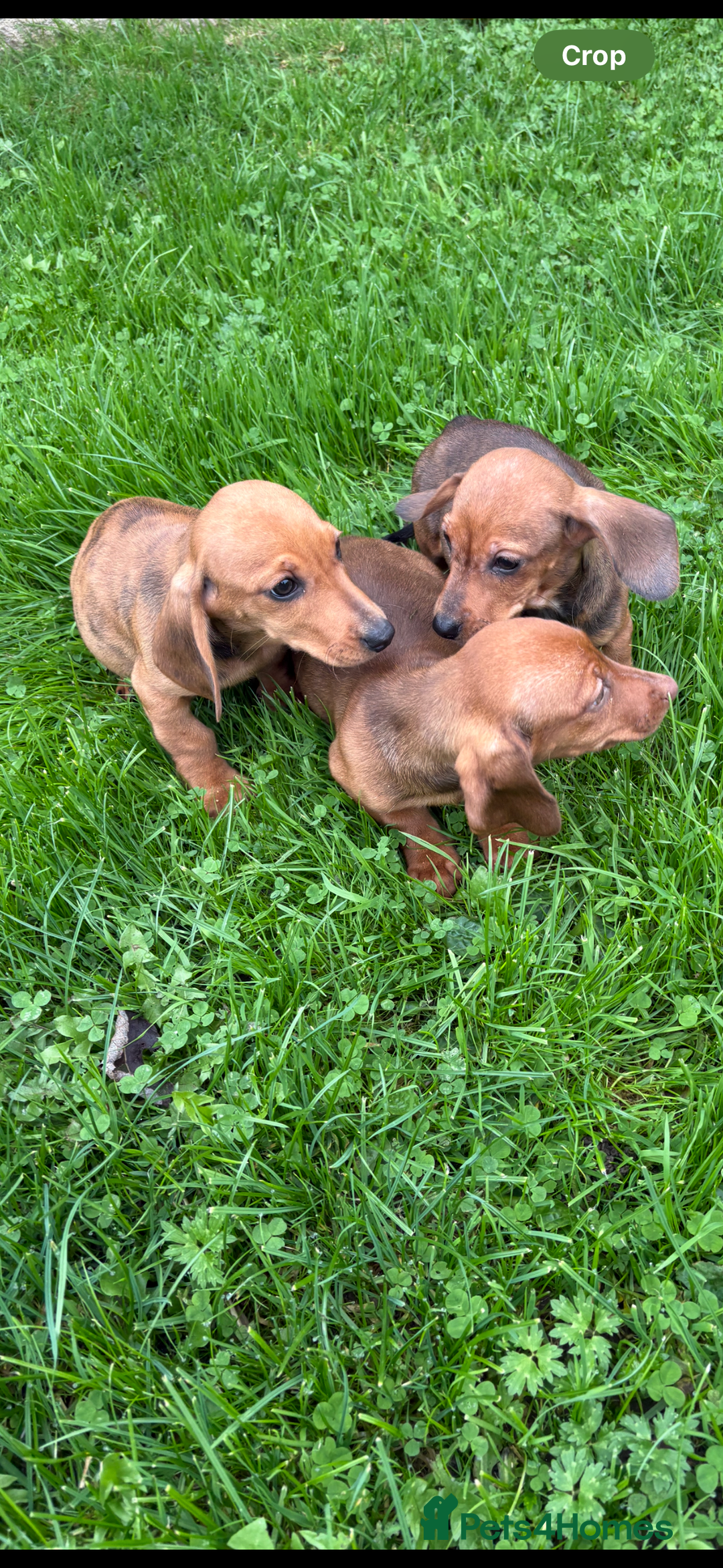 Dachshund dogs for sale: Dachshund puppies for sale ready for new homes !! - Advert 5