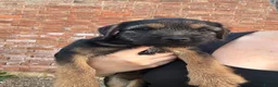 Border Terrier dogs for sale: 1x Border Terrier boy pup for sale  - Advert 5