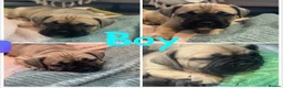 French Bulldog dogs for sale: 3 quarters frenchie quarter staff in Wokingham - Advert 3
