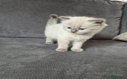 Ragdoll cats for sale: Pedigree Ragdoll Kittens  - Image 7