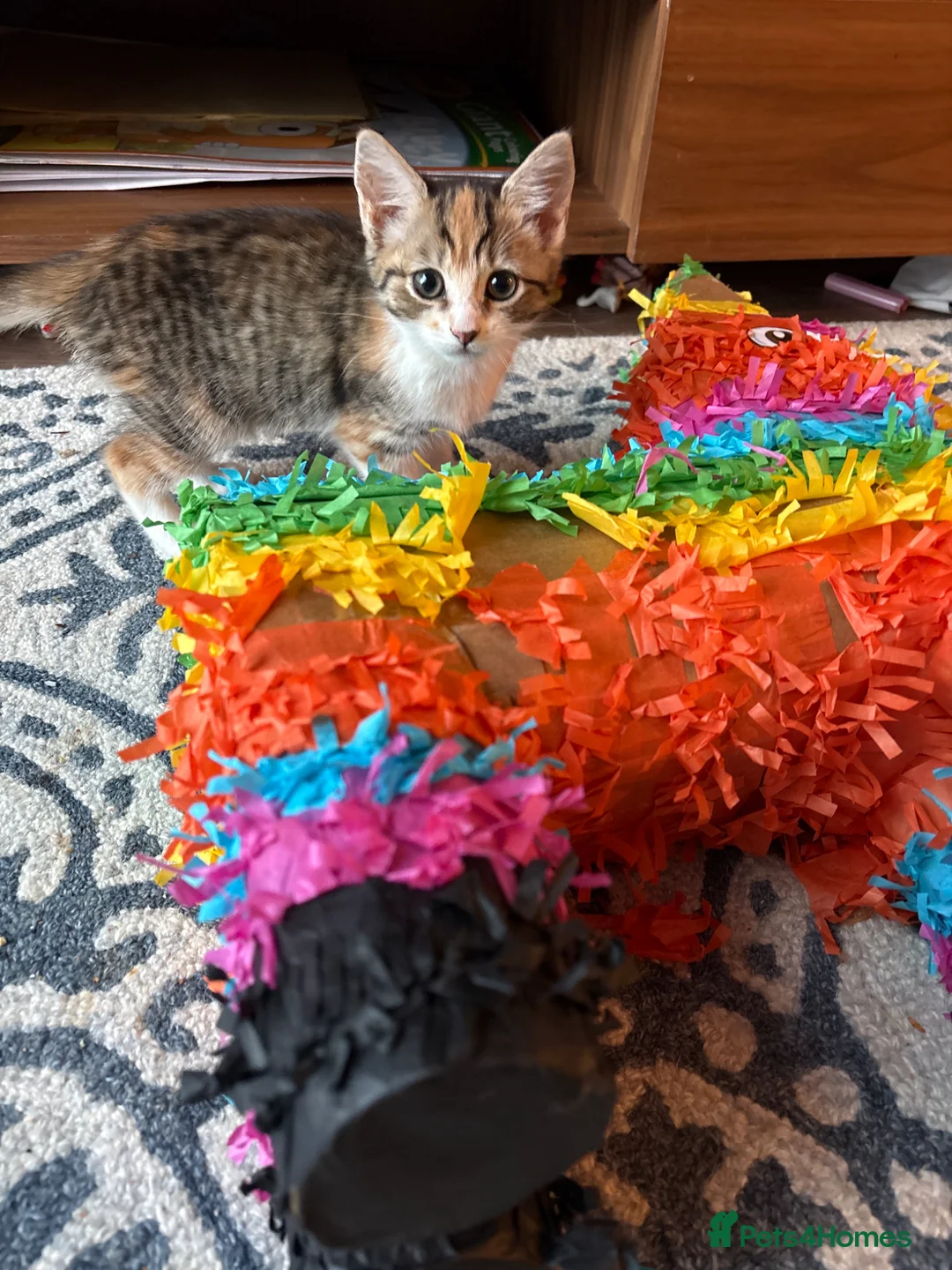 Mixed Breed cats for sale: Kitten needs new home - Advert 4