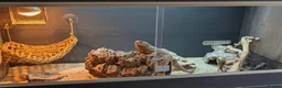 Bearded Dragon reptiles for sale: Bearded dragon with Vivarian  in Plymouth - Advert 4