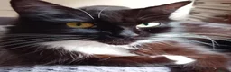 Mixed Breed cats for sale: Sweet Kittens in Peterborough - Advert 1