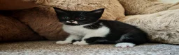 Mixed Breed cats for sale: BRITISH SHORTHAIR CROSS KITTENS *READY NOW* - Advert 6