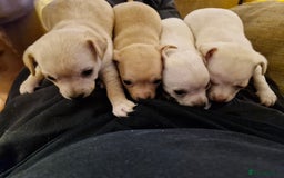 Chihuahua dogs for sale: 4 beautiful chihuahua pups  - Image 5