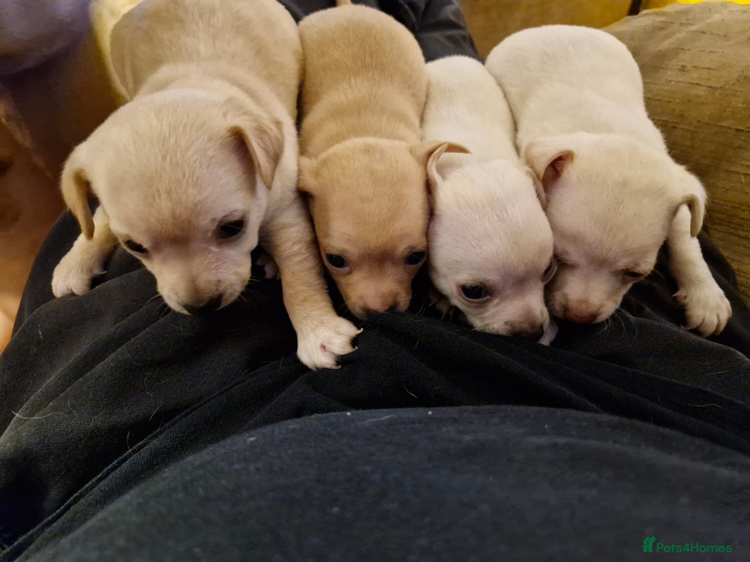 Chihuahua dogs for sale: 4 beautiful chihuahua pups  - Image 5