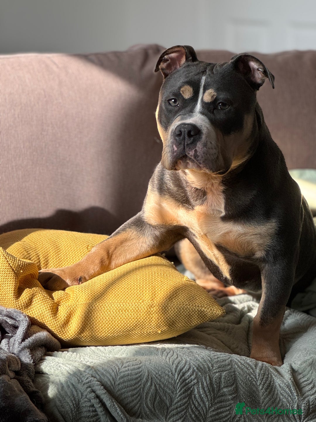 American Bully dogs for sale: Pocket Bully - 8months old - Image 6