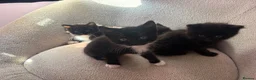 Mixed Breed cats for sale: 4 beautiful kittens - Advert 1