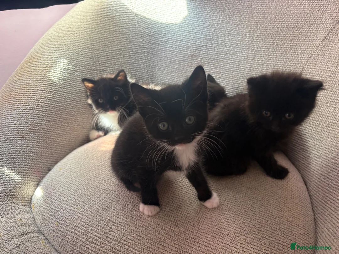 Mixed Breed cats for sale: 4 beautiful kittens - Advert 1