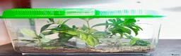 Stick Insects invertebrates for sale: Sungaya & Indian Stick Insects & Full Setup - Advert 2