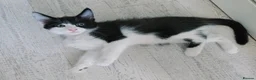 Mixed Breed cats for sale: Lovely kittens looking for a loving home ❤️ - Advert 2