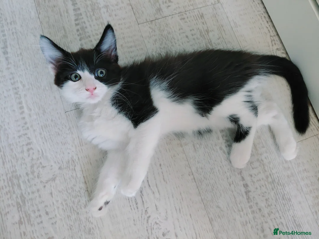 Mixed Breed cats for sale: Lovely kittens looking for a loving home ❤️ - Advert 2