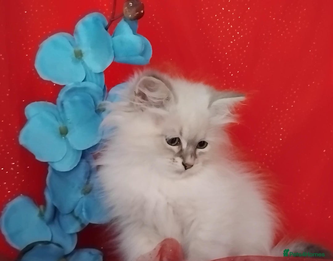 Siberian cats for sale: Siberian kittens for sale  - Image 17