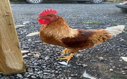 Chickens poultry for sale: Cockerel  - Image 1