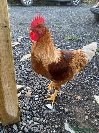 Chickens poultry - Advert 4