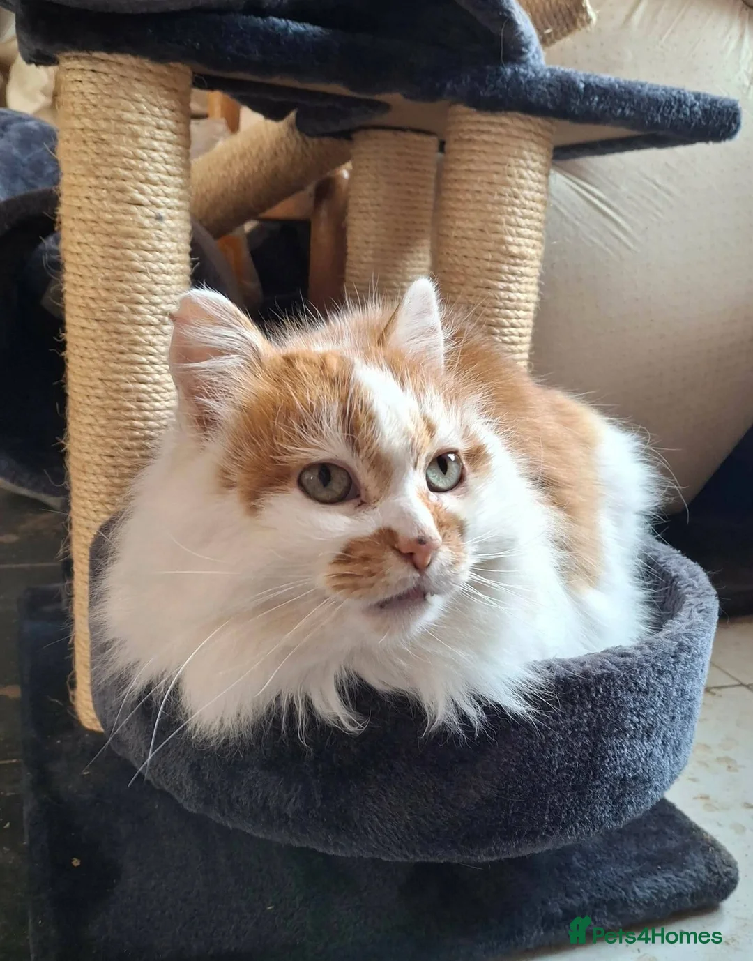 Mixed Breed cats for adoption: Charlie for adoption in Doncaster - Advert 2