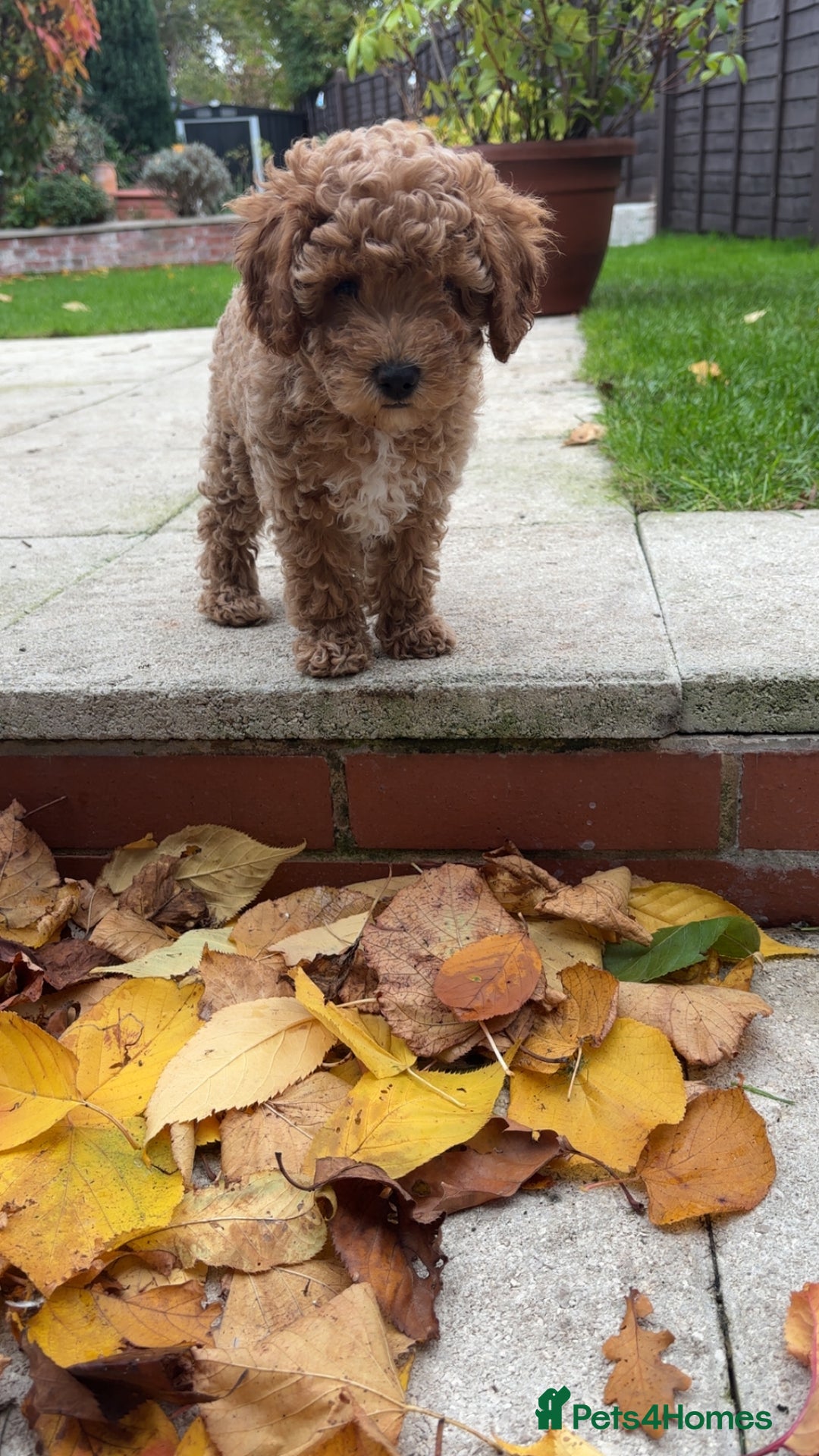 Cavapoo dogs for sale:  Cavapoo puppies  - Advert 17