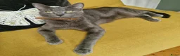Mixed Breed cats for sale: Russian Blue & Bengal Cross kittens - Advert 15