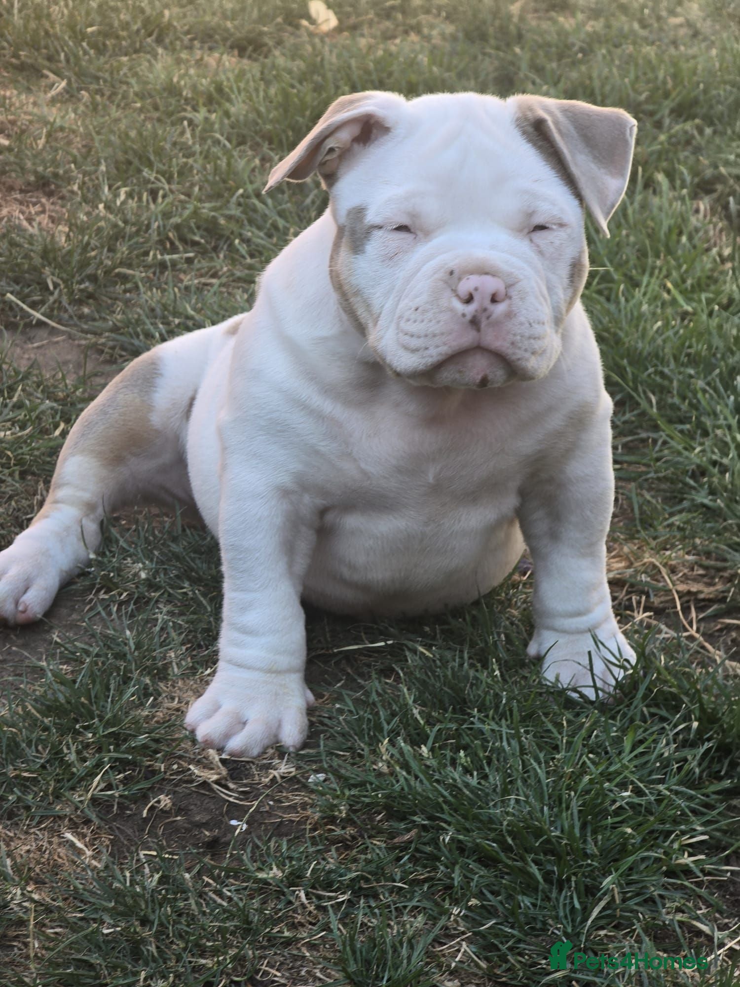 American Bully dogs ABKC Pocket Bully Boys Ready Now - Advert 1