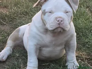 American Bully dogs ABKC Pocket Bully Boys Ready Now - Advert 1