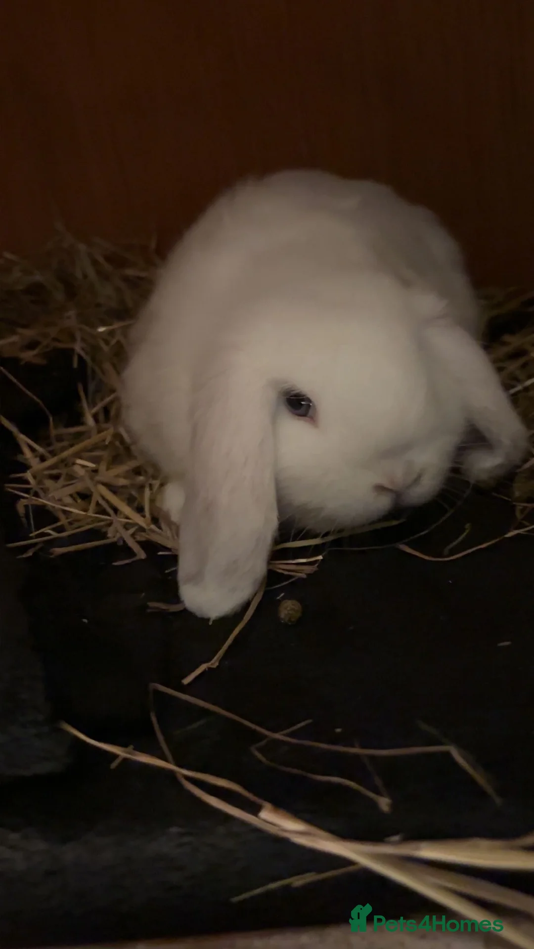 English Lop rabbits for sale: baby lop bunny in Hull - Advert 3