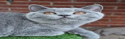 British Shorthair cats for sale: British Shorthair blue boy  - Advert 4