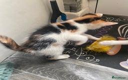 Mixed Breed cats for sale: 2 gorgeous 2 kitchens ready   - Image 4