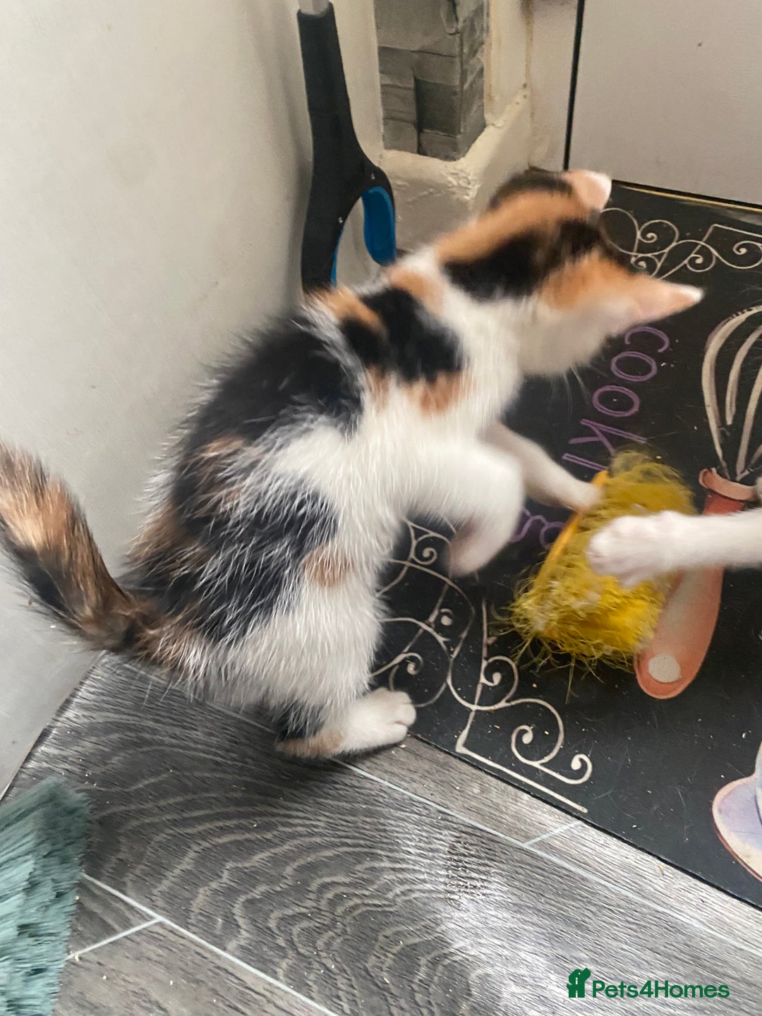 Mixed Breed cats for sale: 2 gorgeous 2 kitchens ready   - Image 4