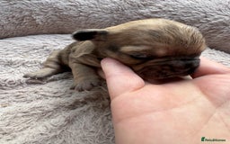 French Bulldog dogs for sale: Litter of mixed colour French bulldog puppies  - Advert 21