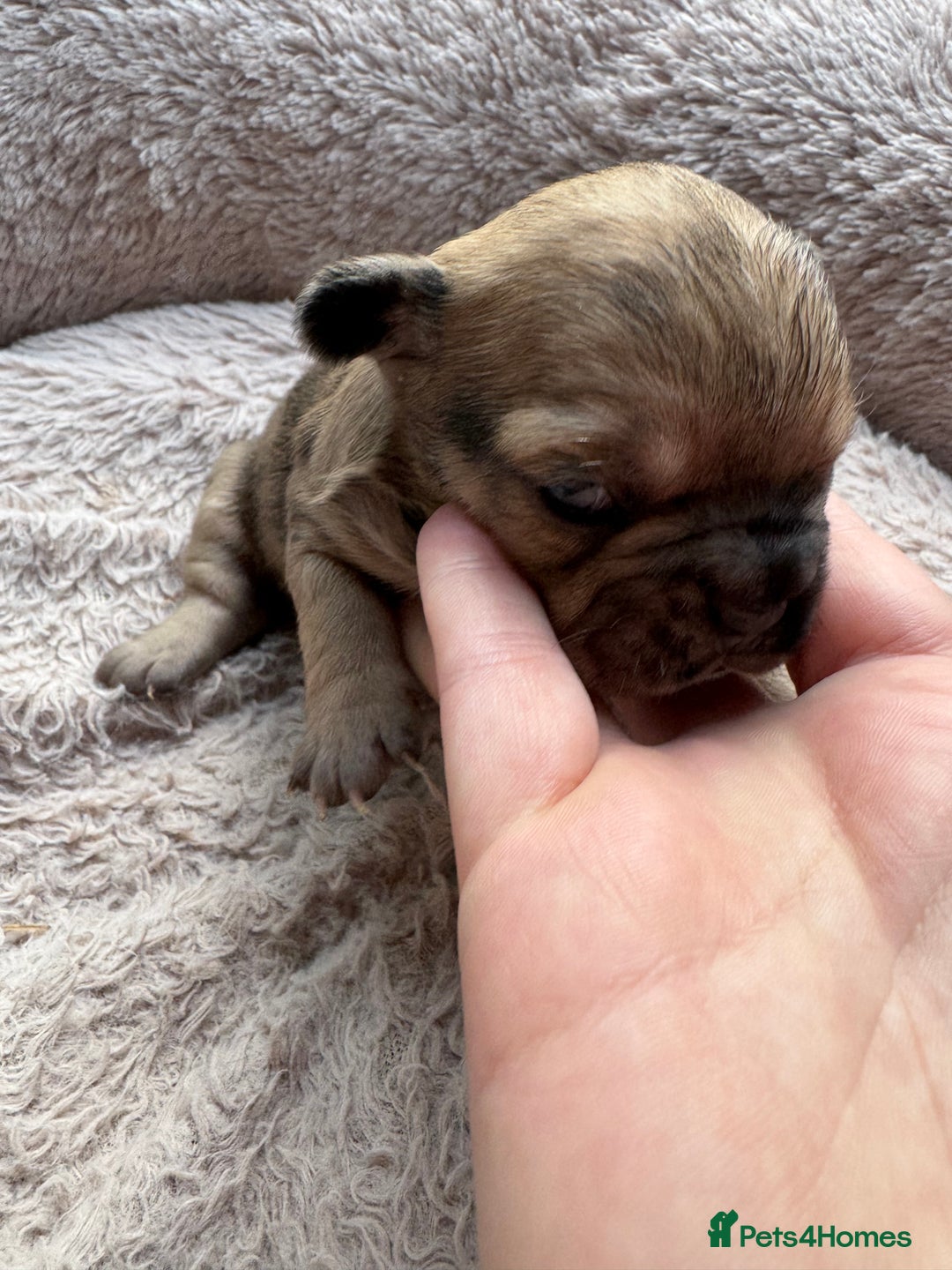 French Bulldog dogs for sale: Litter of mixed colour French bulldog puppies  - Advert 21